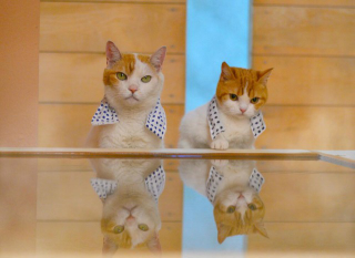 Illustration for article titled Cats Are the Cutest Guides to Japan